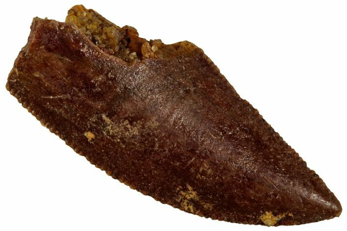 Serrated, Raptor Tooth - Real Dinosaur Tooth #295984